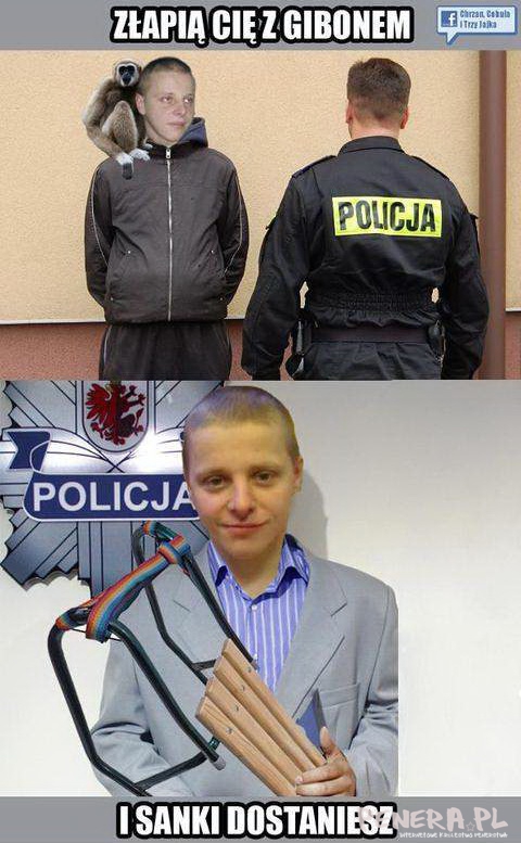 Złapią Cię z gibonem i sanki dostaniesz